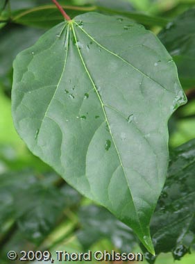 Acer longipes ssp catalpifolium